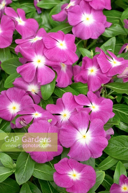 Catharanthus roseus Pacifica Orchid Halo