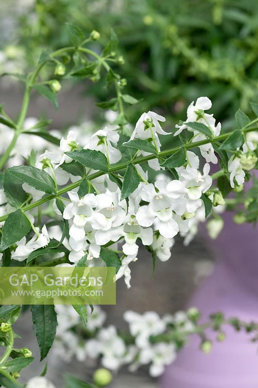 Angelonia Carita Cascades White
