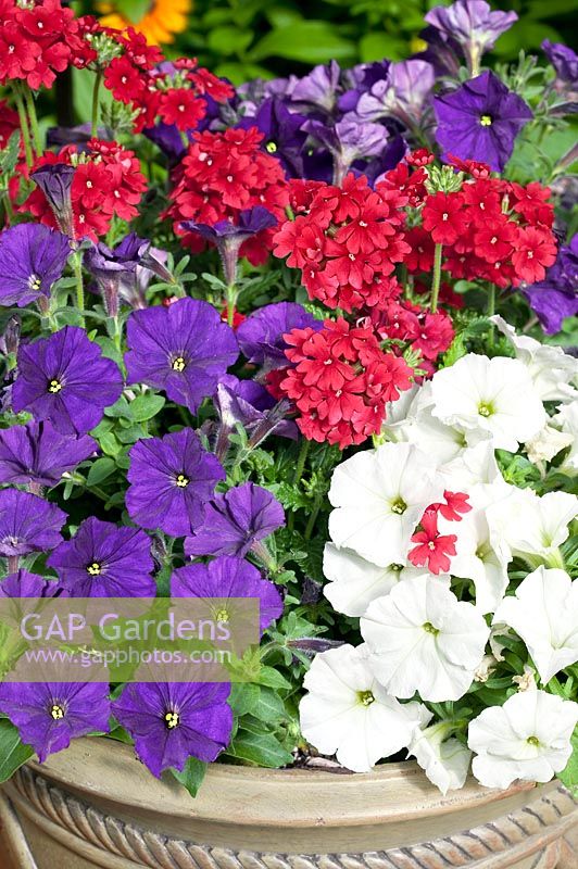 Planter with Petunia blue and white, Verbena red