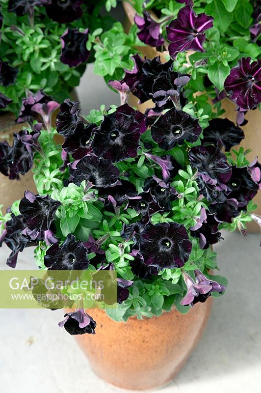 Petunia Black Velvet in pot