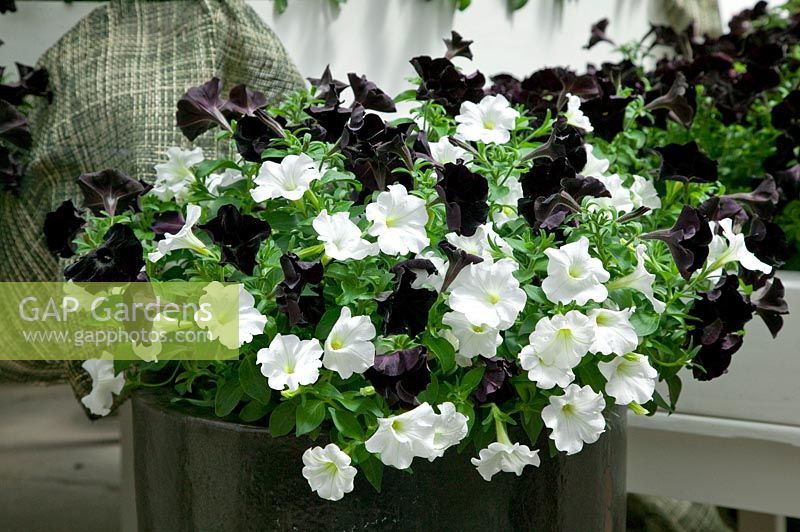 Petunia Black Velvet und Sun Spun White in pot