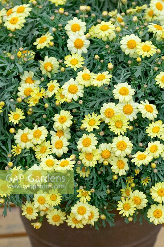 Argyranthemum frutescens Sassy® Compact Yellow