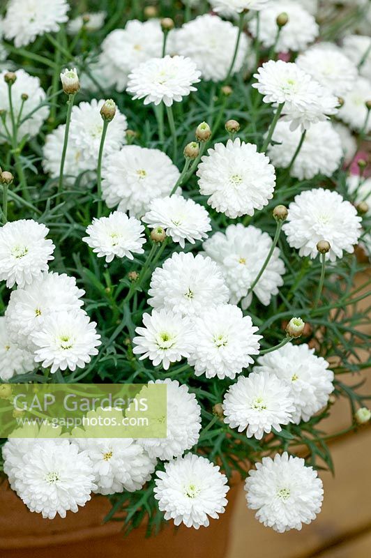 Argyranthemum frutescens Sassy® Compact Double White