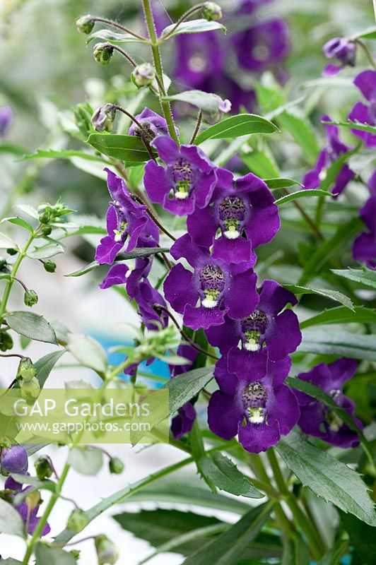 Angelonia pac® Adessa® Purple Adepur