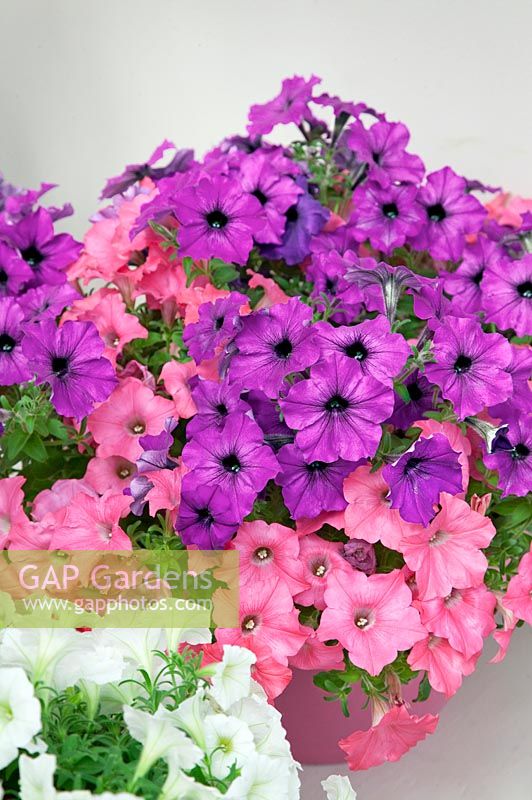 Petunia Easy Wave® Opposites Attract Mix