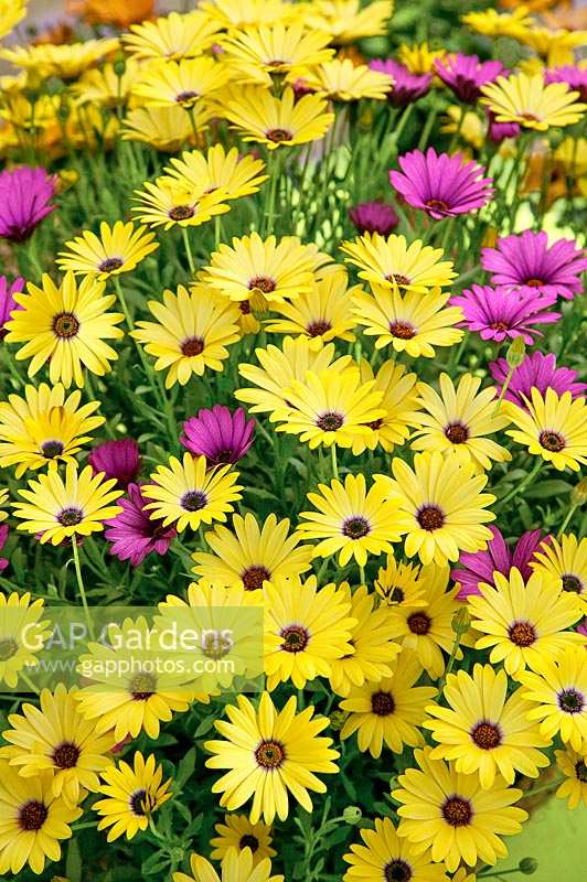 Osteospermum Sunscape ® Daisy Crescendo™ Yellow