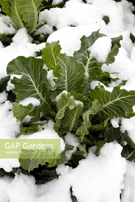 Brassica oleracea var. botrytis covered with snow