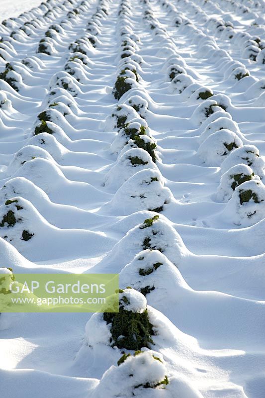 Brassica oleracea var. sabellica covered with snow