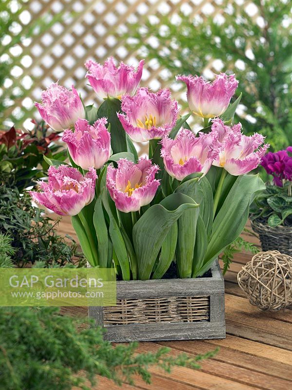 Tulipa Crispa Oviedo in wooden box