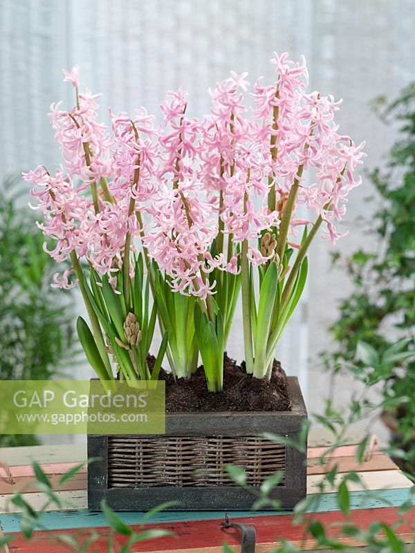 Hyacinthus orientalis Pink Festival in wooden box