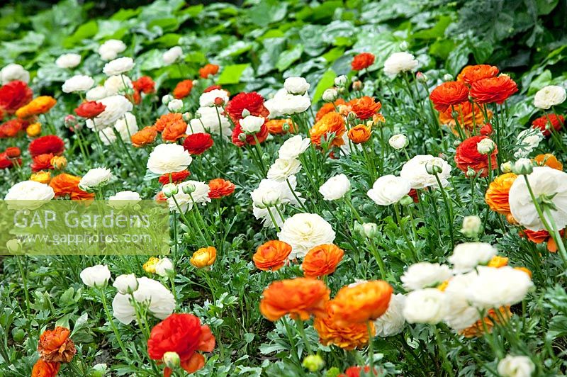 Ranunculus asiaticus Mache'™ White, Orange and Scarlet