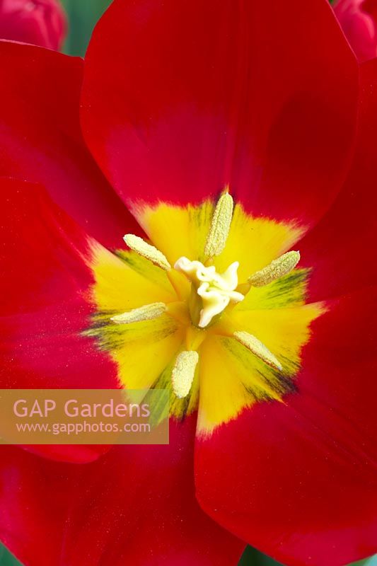 Tulipa Triumph Red Present