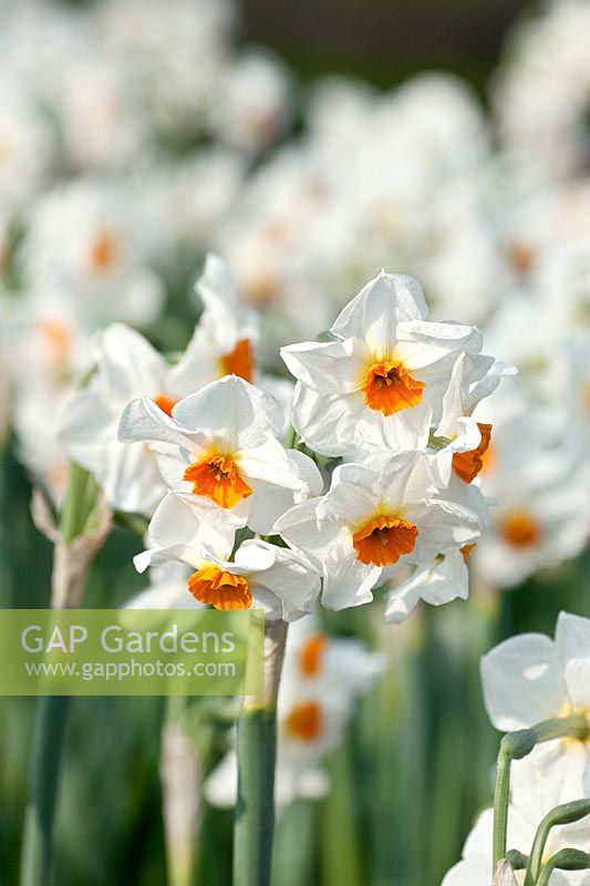 Narcissus tazetta Cragford