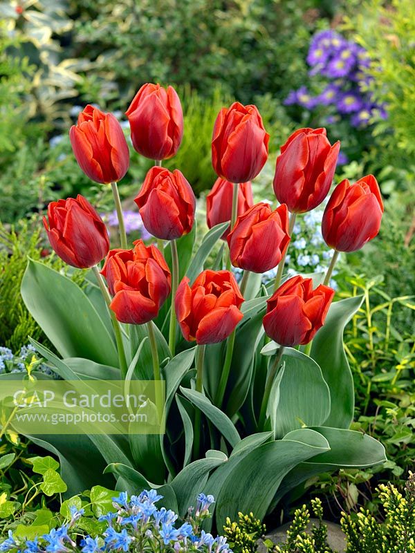 Tulipa Triumph Couleur Cardinal