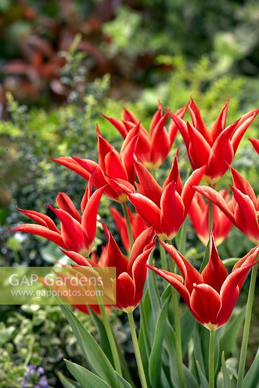 Tulipa Lily Flowered Aladdin