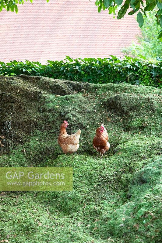 Hens on muck hill
