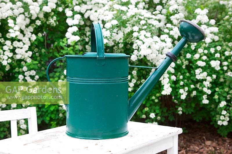 Watering can with Spirea hedge in the background