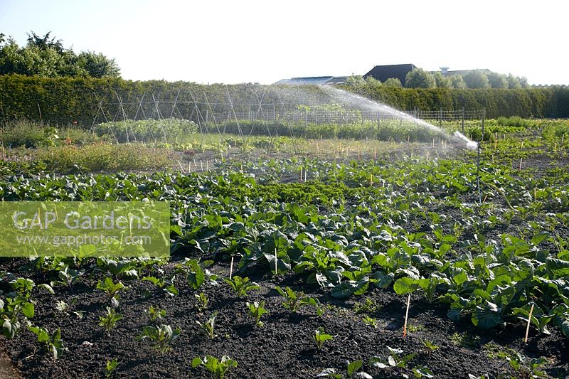 Vegetable field with watering system