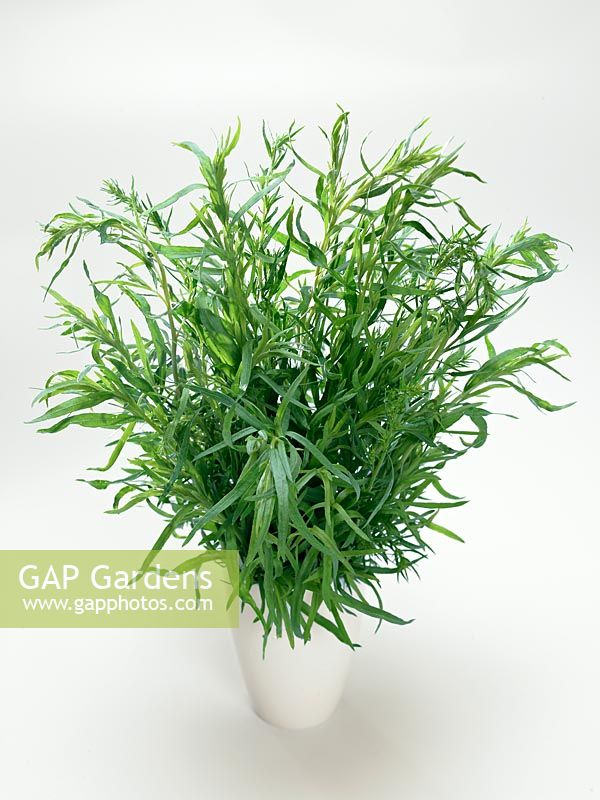 Artemisia dracunculus Russischer Estragon