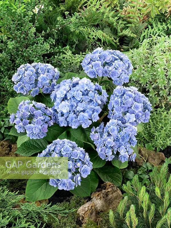 Hydrangea macrophylla YOU-ME® Passion Blue