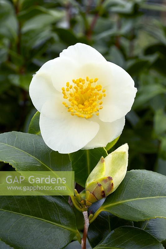 Camellia japonica Alba Simplex
