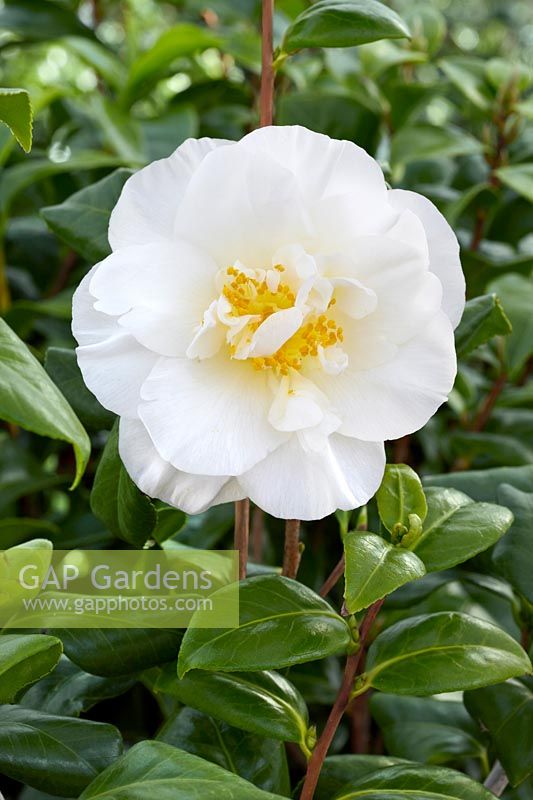 Camellia japonica Hakurakuten