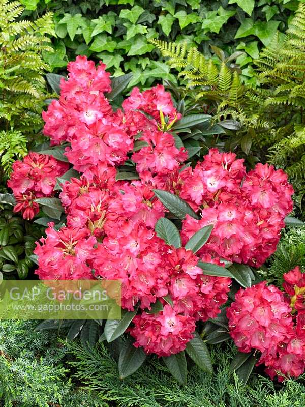 Rhododendron Berliner Liebe (R)