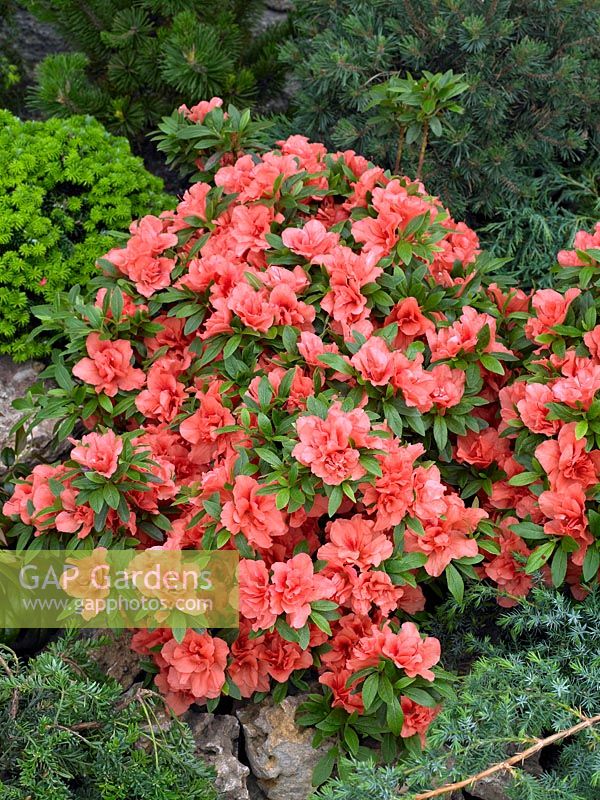 Rhododendron x obtusum Cherie