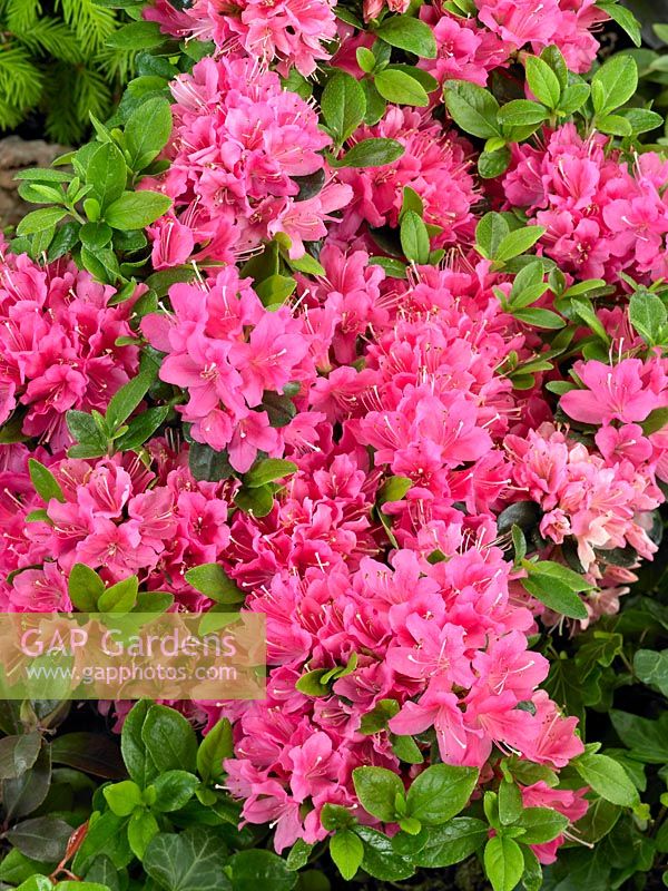 Rhododendron Kermesina
