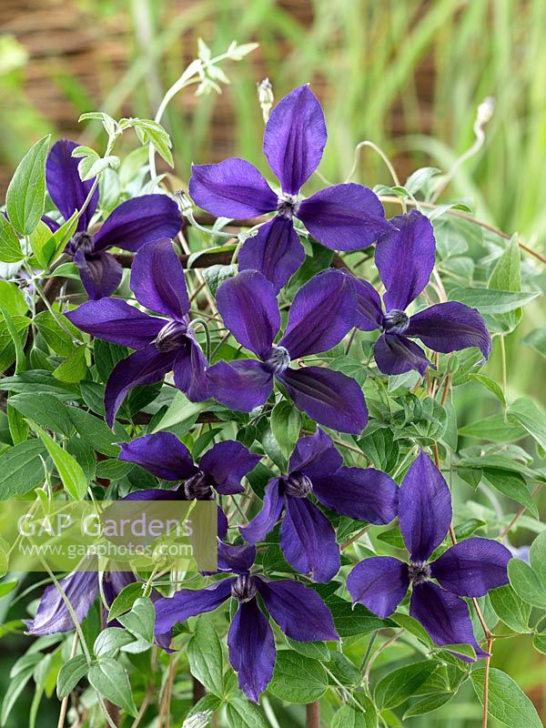 Clematis Harlow Carr ™ Victorian ™ Evipo004 (N)
