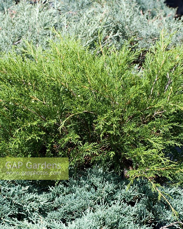 Juniperus sabina Sea Green