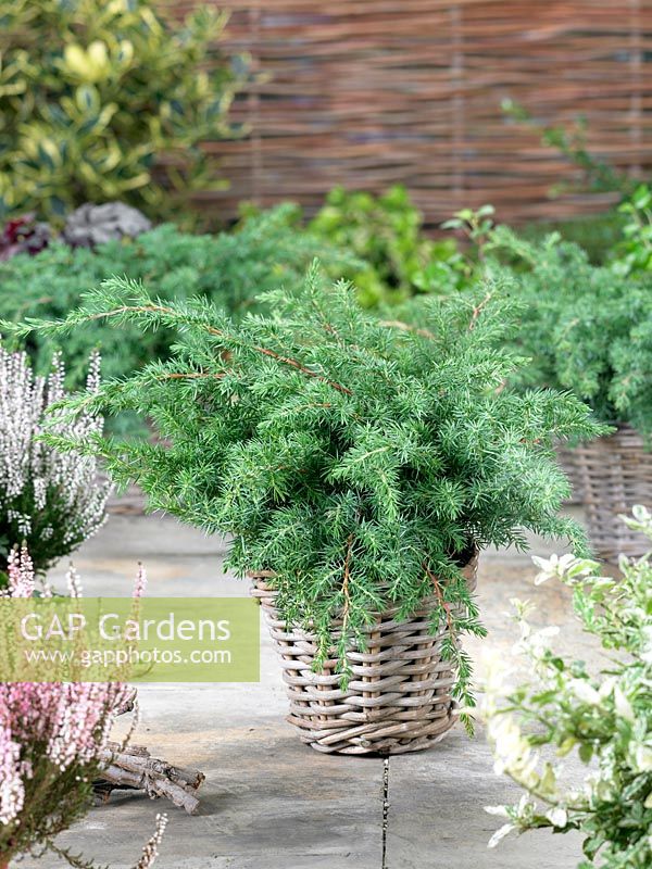 Juniperus conferta Schlager in pot