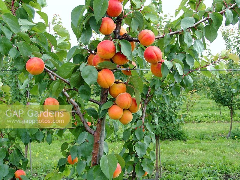 Apricot cultivation