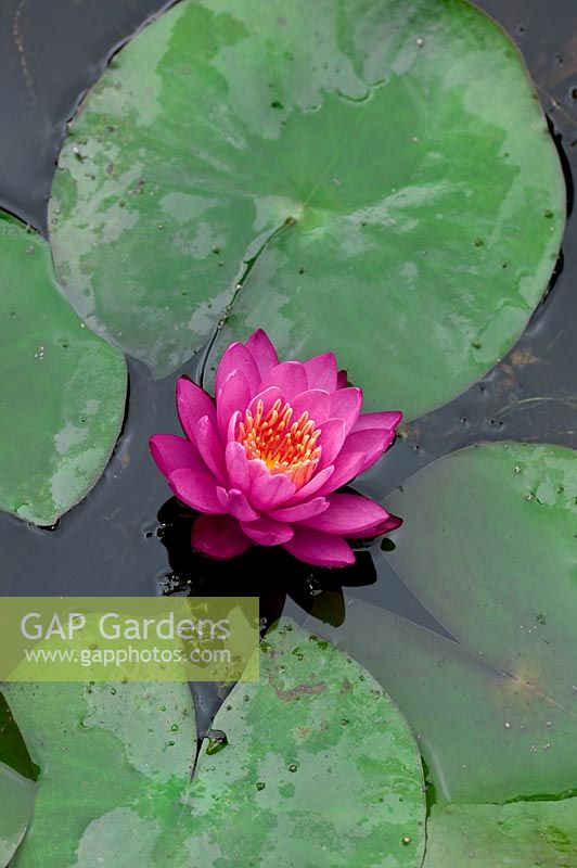Nymphaea Perrys Baby Red