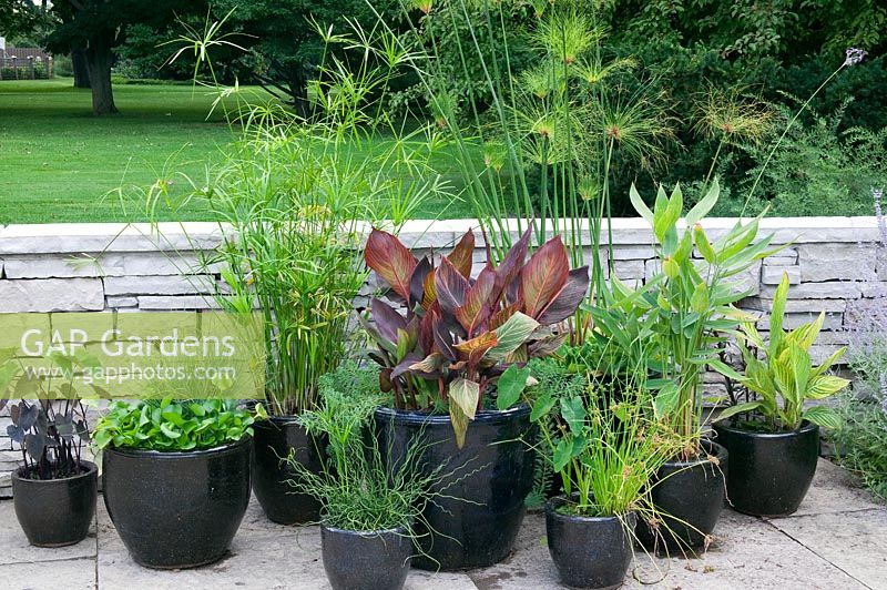 Aquatic plants mixed in pot