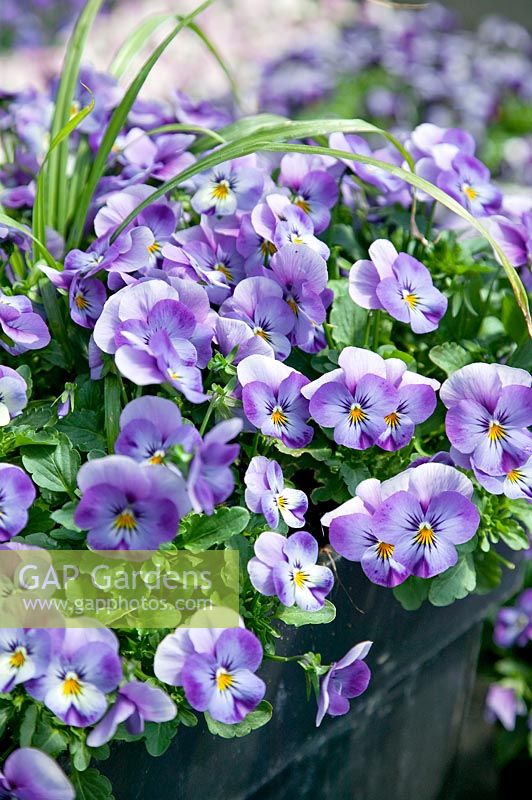 Viola Floral Power F1 Super Lavender Blue in pot