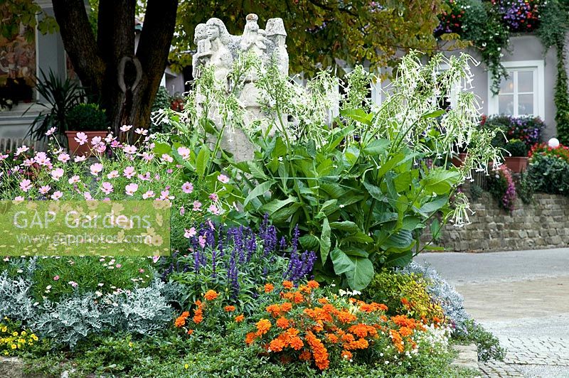 Summerflowers border as street planting Nicotiana, Cosmos, Tagetes, Savlia, Senecio