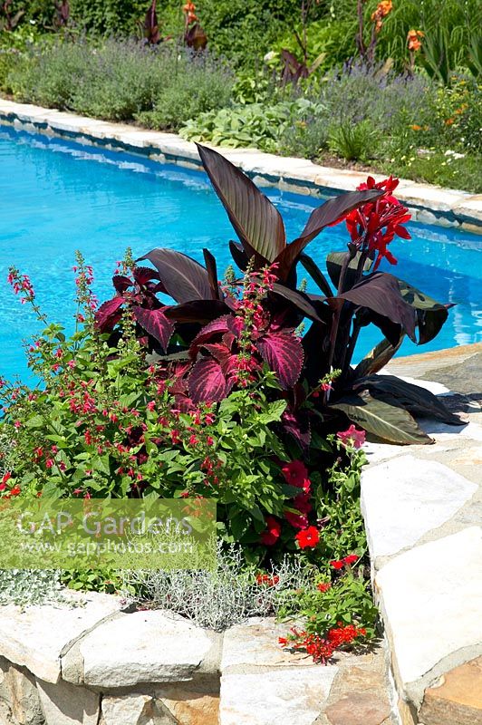 Summerflower planting at the swimming pool with Canna, Coleus, Salvia, Helichrysum, Petunia and Pentas