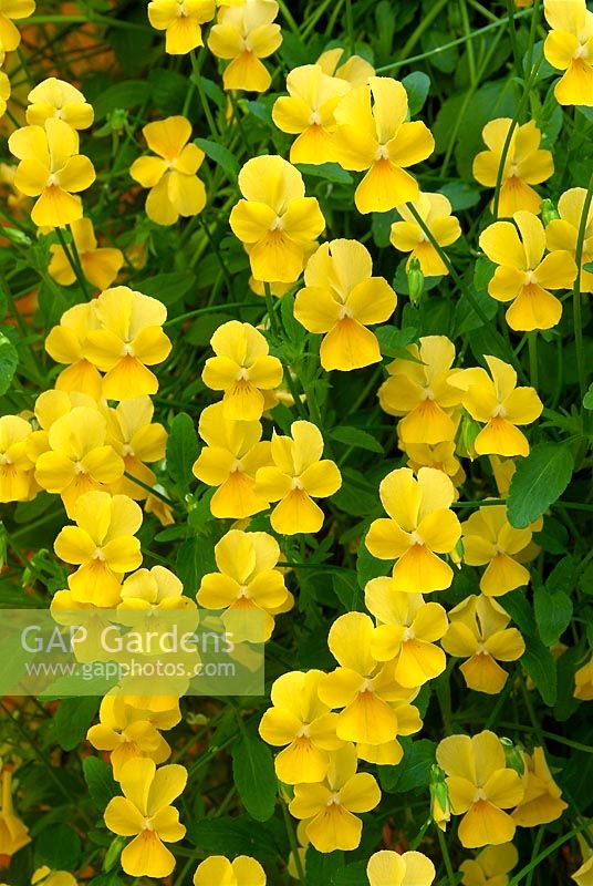 Viola Friolina ® Yellow Cascadiz