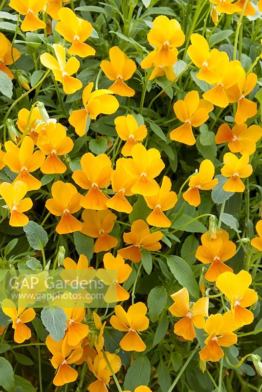 Viola Friolina ® Orange Cascadiz