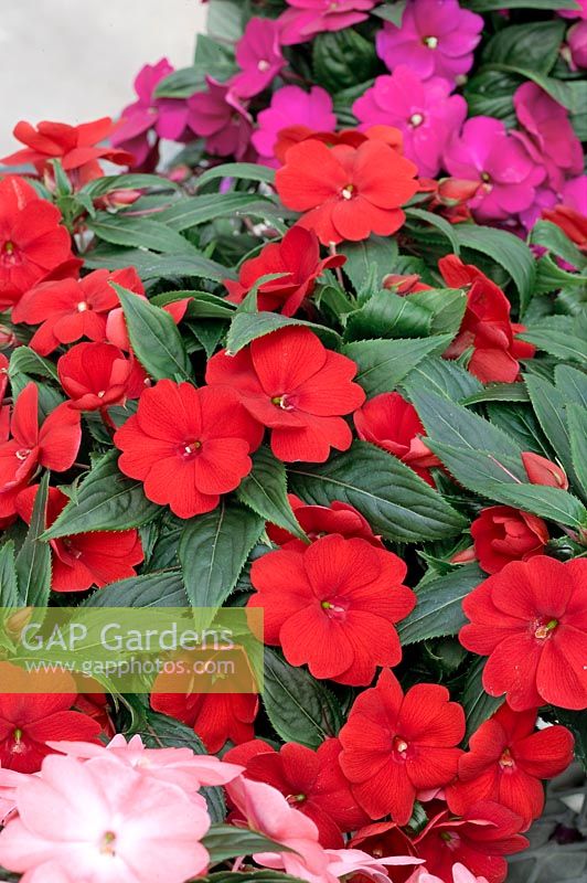 Impatiens New Guinea Compact Sonic Red