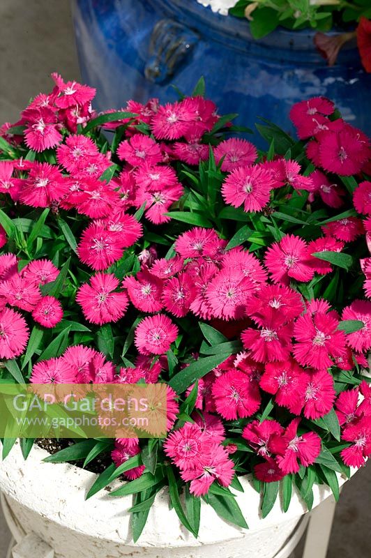 Dianthus Ideal Select Rose