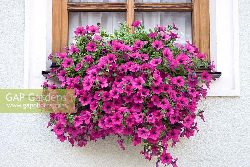 Window box with Petunia pink