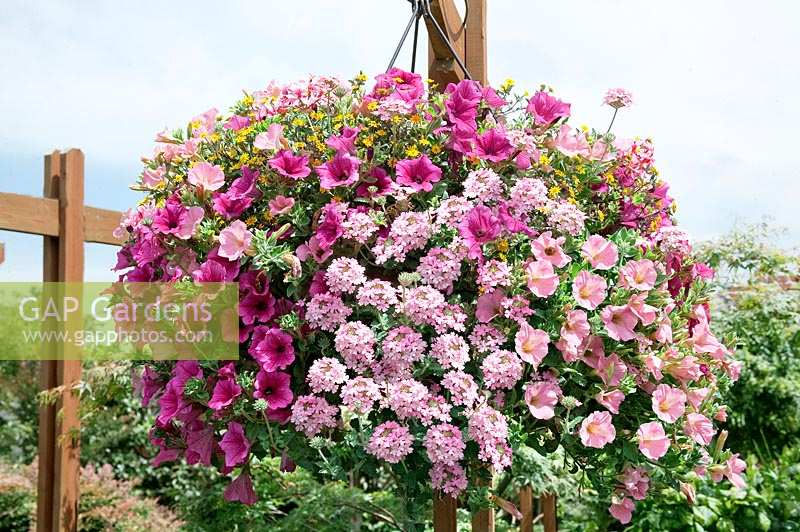 Summerflowers mixed in hanging basket Petunia, Verbena, Bidens