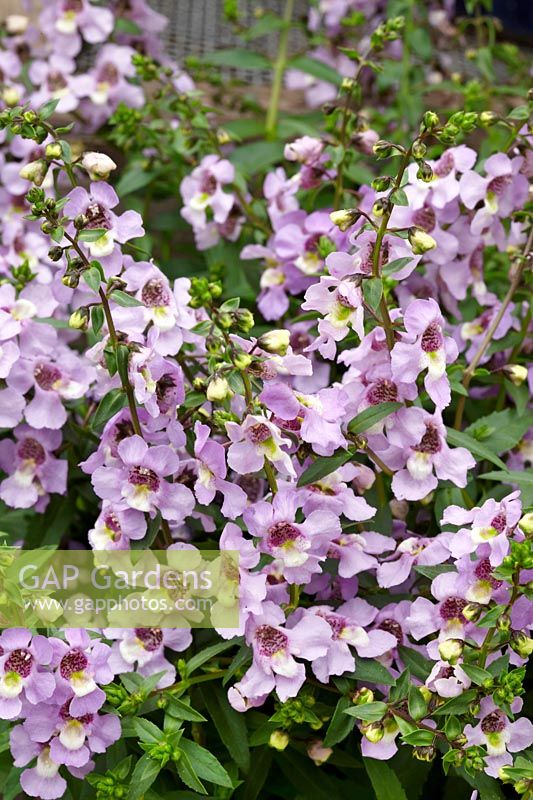 Angelonia angustifolia Serena ™ Lavender