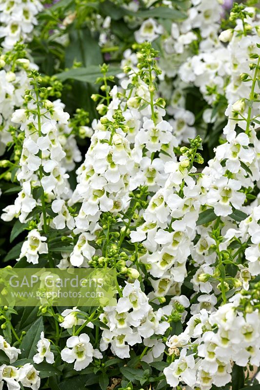 Angelonia angustifolia Serena ™ White