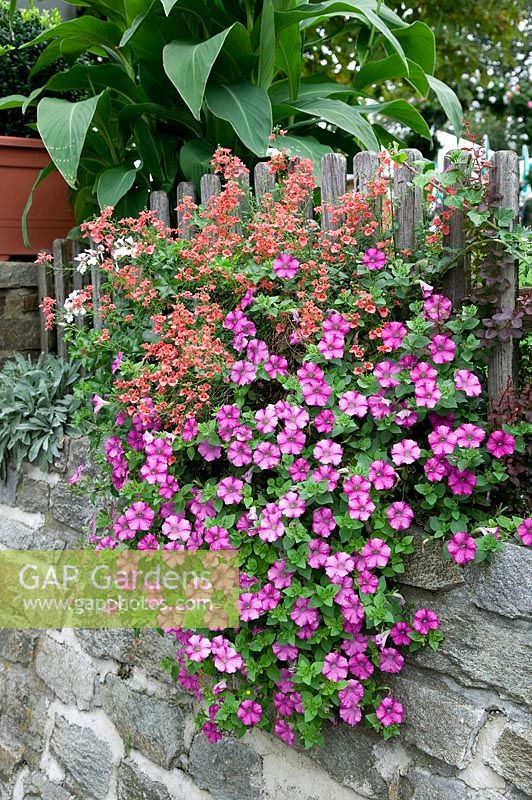 Summerflowers mixed in flower box with Petunia and Diascia