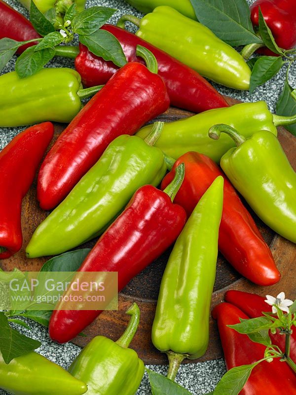 Capsicum annuum Dráky F1red and green