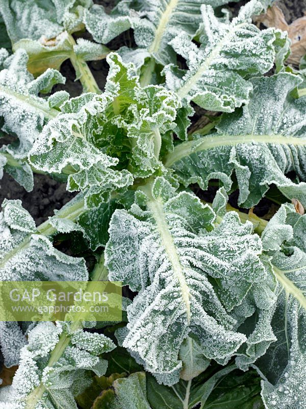 Brassica oleracea var. botrytis in winter