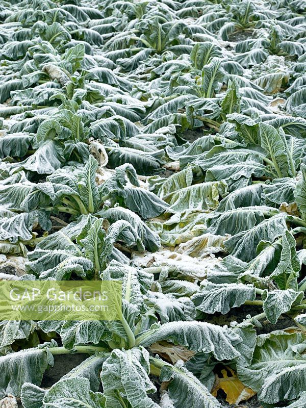 Brassica oleracea var. botrytis in winter